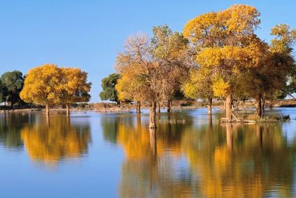 ：揭秘秋季最佳观赏时间与额济纳旅行社新葡京网上赌场额济纳旗胡杨林旅游攻略(图1)
