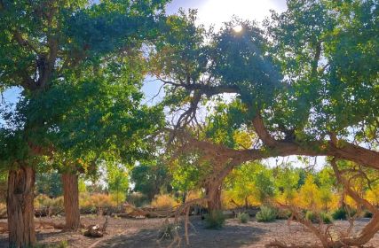 ：揭秘秋季最佳观赏时间与额济纳旅行社新葡京网上赌场额济纳旗胡杨林旅游攻略(图3)