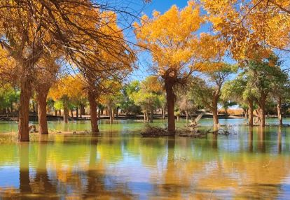 ：揭秘秋季最佳观赏时间与额济纳旅行社新葡京网上赌场额济纳旗胡杨林旅游攻略(图2)