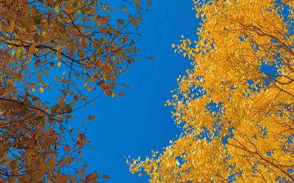 ：揭秘秋季最佳观赏时间与额济纳旅行社新葡京网上赌场额济纳旗胡杨林旅游攻略(图4)