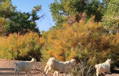 ：揭秘秋季最佳观赏时间与额济纳旅行社新葡京网上赌场额济纳旗胡杨林旅游攻略(图5)